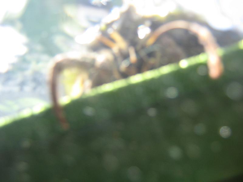 Picture 028